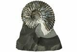 Pyritized Ammonite (Deshayesites) Fossil #228165-1